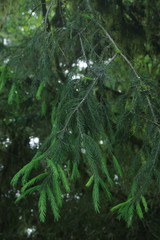 Picea morrisonicola