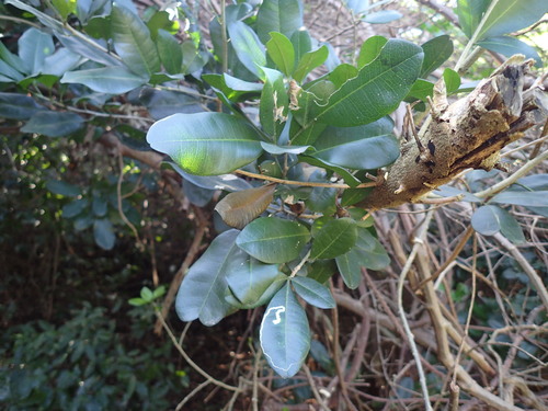 Flaky-Barked Cherry-Orange (Vepris trichocarpa)