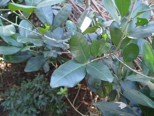 Image of Vepris trichocarpa by (c) Mahomed Desai, some rights reserved (CC BY)
