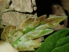 Liriomyza artemisicola