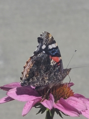 Vanessa atalanta