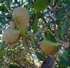 Aspidosperma pyrifolium