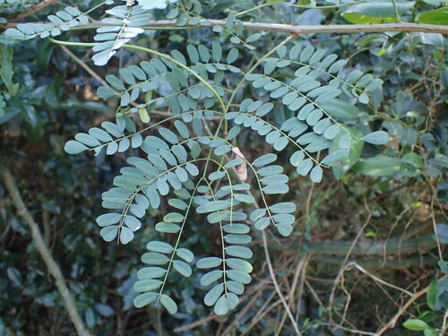 Image of Adenopodia spicata by (c) Mahomed Desai, some rights reserved (CC BY)