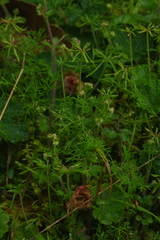 Chaerophyllum involucratum