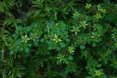 Sedum actinocarpum