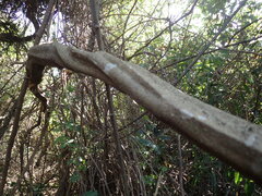 Grewia caffra