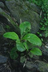 Primula miyabeana