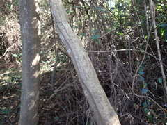 Grewia caffra
