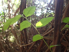 Grewia caffra