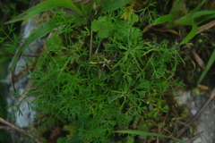 Chaerophyllum involucratum
