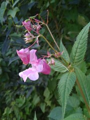 Impatiens glandulifera