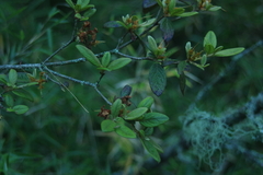Rhododendron rubropilosum
