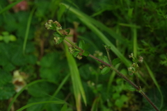 Galium formosense