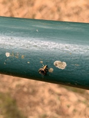 Thomisidae