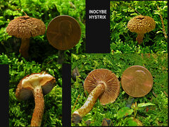 Inocybe hystrix