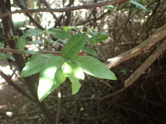Grewia caffra