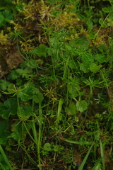 Chaerophyllum involucratum