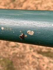 Thomisidae