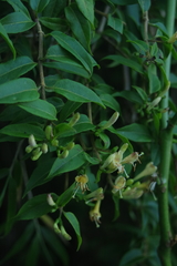Lonicera acuminata