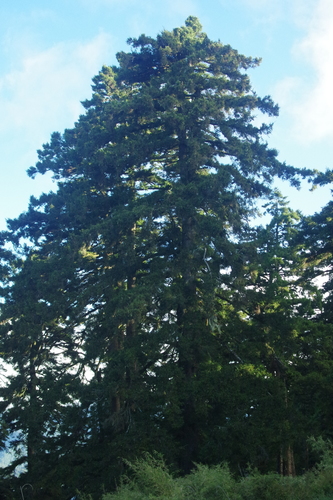 Taiwan spruce (Picea morrisonicola)
