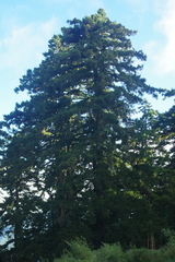 Picea morrisonicola