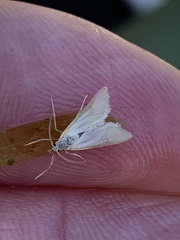 Acentria