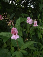 Impatiens glandulifera