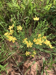 Hypericum drummondii