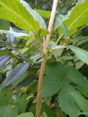Impatiens glandulifera