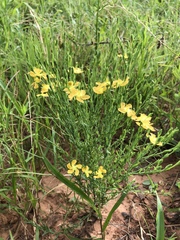 Hypericum drummondii