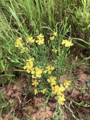 Hypericum drummondii
