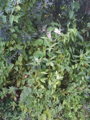 Impatiens glandulifera