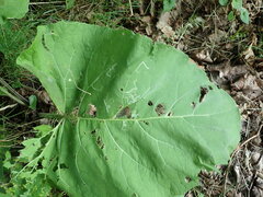 Phytomyza lappae