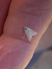 Acentria