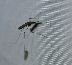 Anopheles