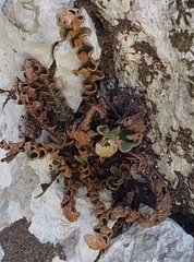 Asplenium ceterach image