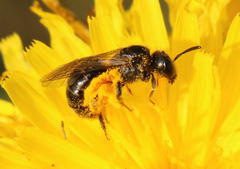 Hemihalictus