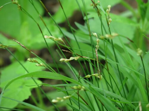 Carex quadriflora iNat (1)