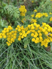Tanacetum vulgare