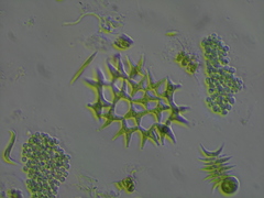 Lacunastrum gracillimum