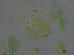 Lacunastrum gracillimum