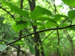 Euonymus macropterus