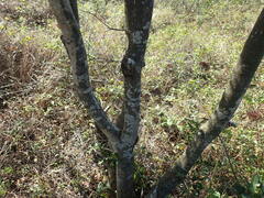 Eugenia capensis capensis