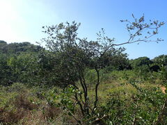 Eugenia capensis capensis