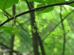 Euonymus macropterus