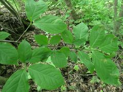 Euonymus macropterus
