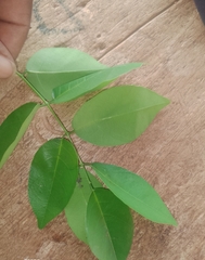 Adenanthera pavonina