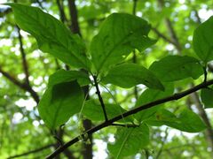 Euonymus macropterus