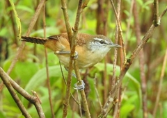 Cantorchilus longirostris