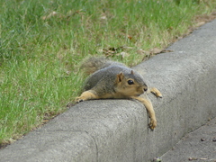 Sciurus niger
